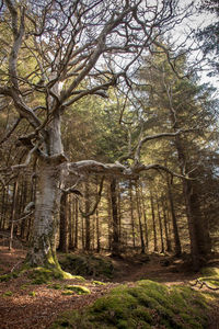 Trees in forest