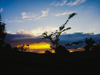 Silhouette of trees at sunset