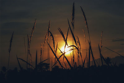 Close-up of silhouette plants on field against sunset sky