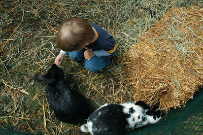 High angle view of boy with rabbits on grass