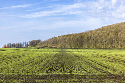 Scenic view of agricultural field against sky