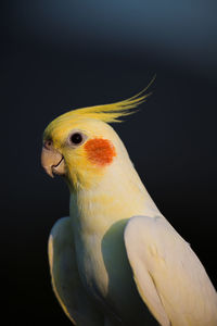 Close-up of a bird