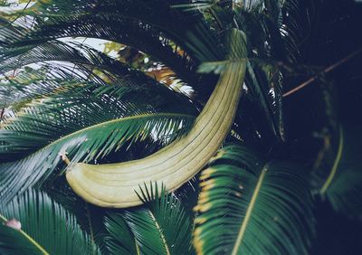 Close-up of palm tree