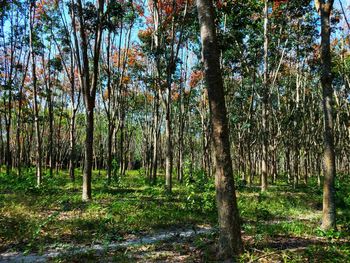 Trees growing in forest