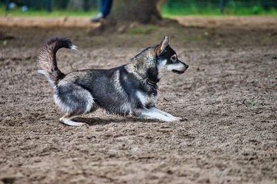 Side view of a dog on field