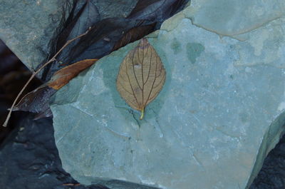 High angle view of turtle in water