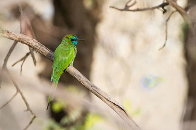 Close-up of bird perching on branch