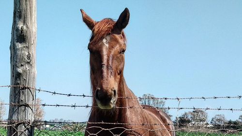 View of horse in stable against sky