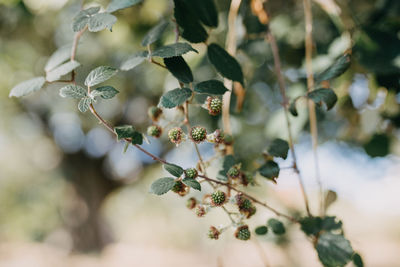 Close-up of white flowering plant