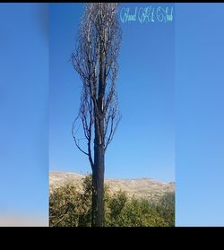 Close-up of bare tree against clear sky