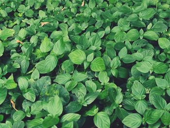 Full frame shot of fresh green leaves