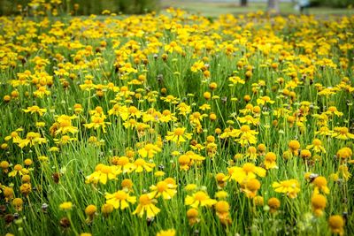 Close-up of yellow flowering plants in field