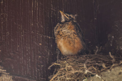 Close-up of bird on stone wall