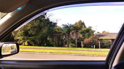 Trees seen through car window