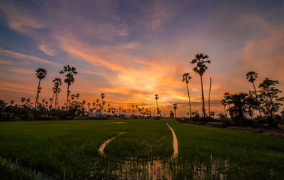 Scenic view of rice paddy against sky during sunset
