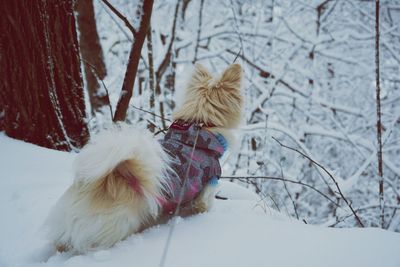 Dog lying on snow covered land