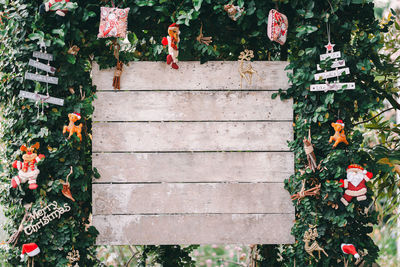 High angle view of flowering plants in yard