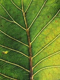 Full frame shot of green leaves