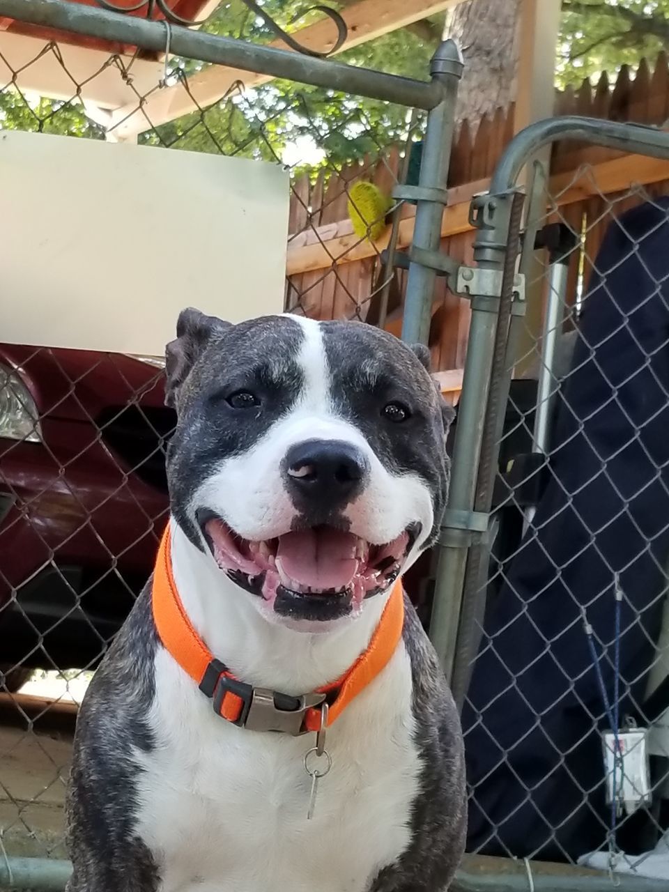 PORTRAIT OF DOG OUTDOORS