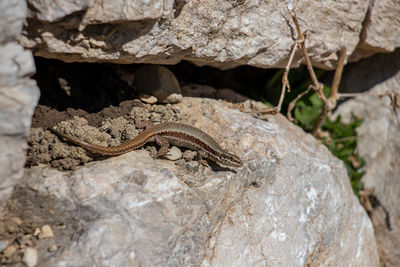 Close-up of lizard on rock