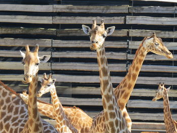 Close-up of giraffes