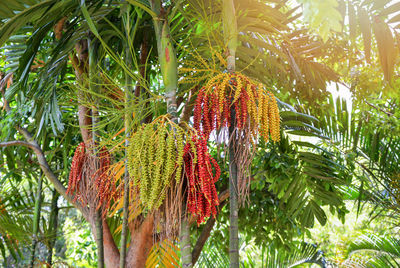 Close-up of palm tree