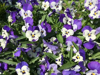 Close-up of purple flowering plants