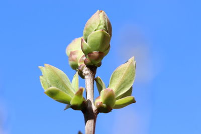 Low angle view of flowering plant against blue sky