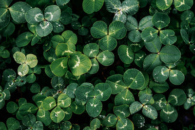 Full frame shot of green leaves