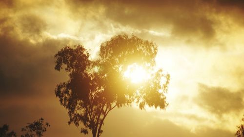 Sun shining through trees