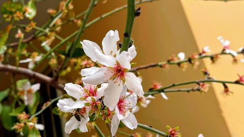 Close-up of white cherry blossom tree