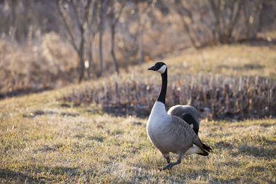 Canada goose walking ahead during a sunny early spring golden hour morning