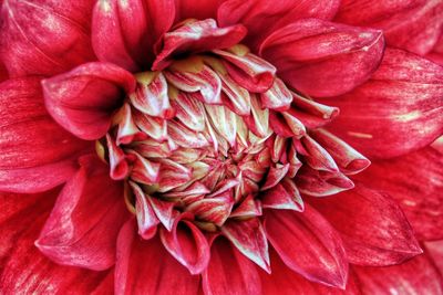 Full frame shot of red dahlia