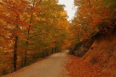 Road amidst trees during autumn