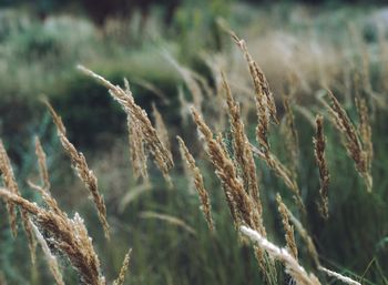 Close-up of wheat growing on field