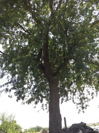 Low angle view of trees in forest