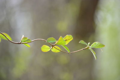 Close-up of plant leaves