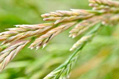 Close-up of wheat plant