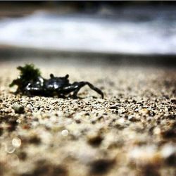 selective focus