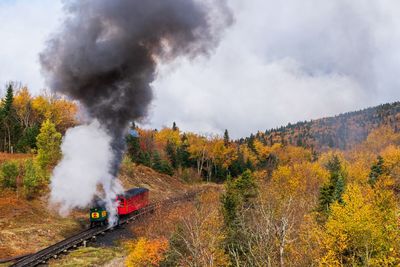 Train on railroad track amidst trees