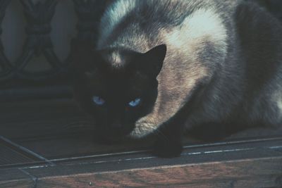 Close-up portrait of cat sitting on floor