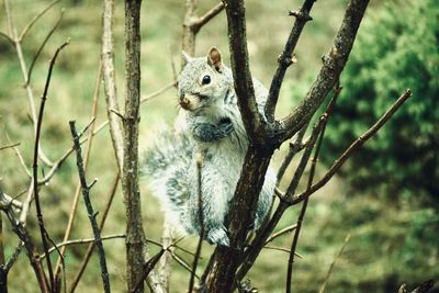 Close-up of squirrel