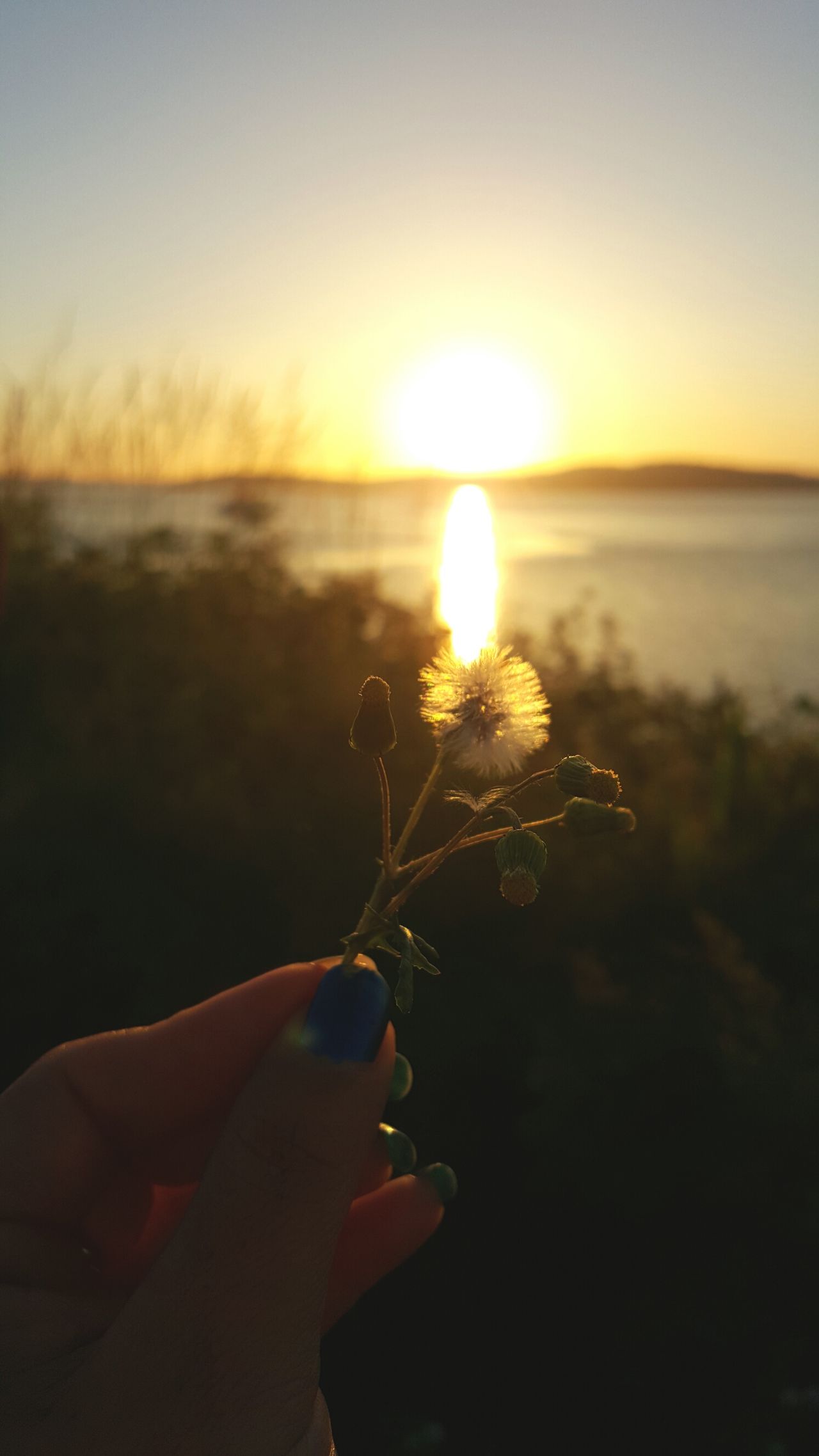 Rayito de sol dandelion amazing view