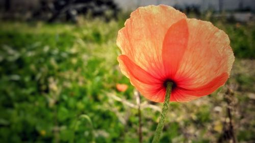 Close-up of flower blooming on field