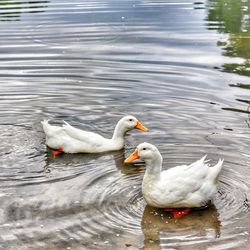 Duck swimming in lake