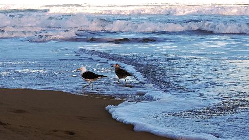 Birds on beach