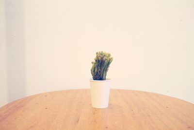 Close-up of potted plant on table against wall