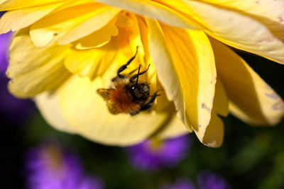 Bee pollinating on flower