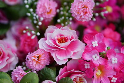 Close-up of pink flowers