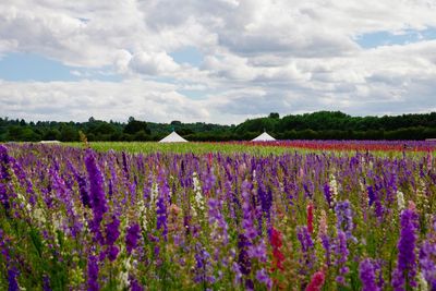 Scenic view of flowering plants on field against sky